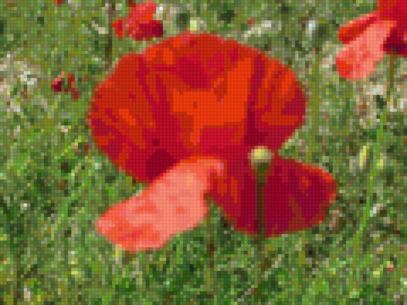 Маки - подушка с маками, природа, цветы, маки - предпросмотр