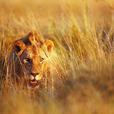 Схема вышивки «лев»