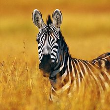 Схема вышивки «зебра»