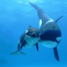 Схема вышивки «касатки»