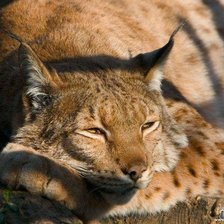 Схема вышивки «рысь»