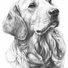 Схема вышивки «Ретривер»