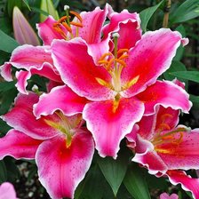 Схема вышивки «Прекрасные Лилии»