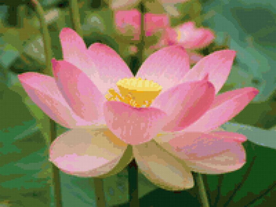 Лотос - цветы, лотос - предпросмотр