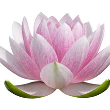 Схема вышивки «Лотос»