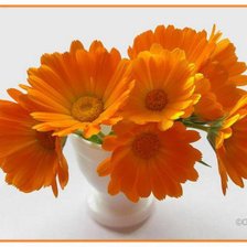 Схема вышивки «Букет календулы»