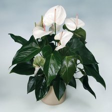 Схема вышивки «Каллы»