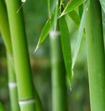 Схема вышивки «Стебли бамбука»