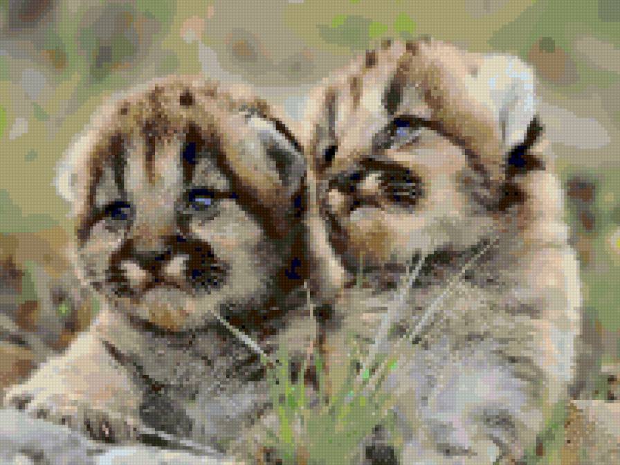 тигрята - предпросмотр