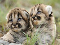 Схема вышивки «тигрята»