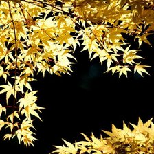 Схема вышивки «красота листвы»