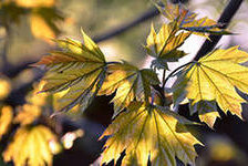 Схема вышивки «золотая осень»