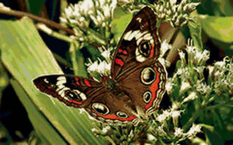 бабочка - природа, бабочка, цветы - предпросмотр