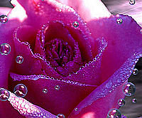 Схема вышивки «роза»