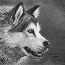 Схема вышивки «Хаски»