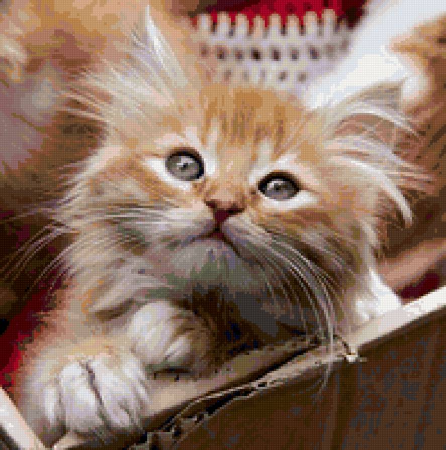 Кот - коты - предпросмотр