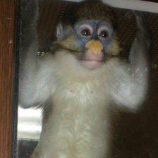 Схема вышивки «Обезьяна»