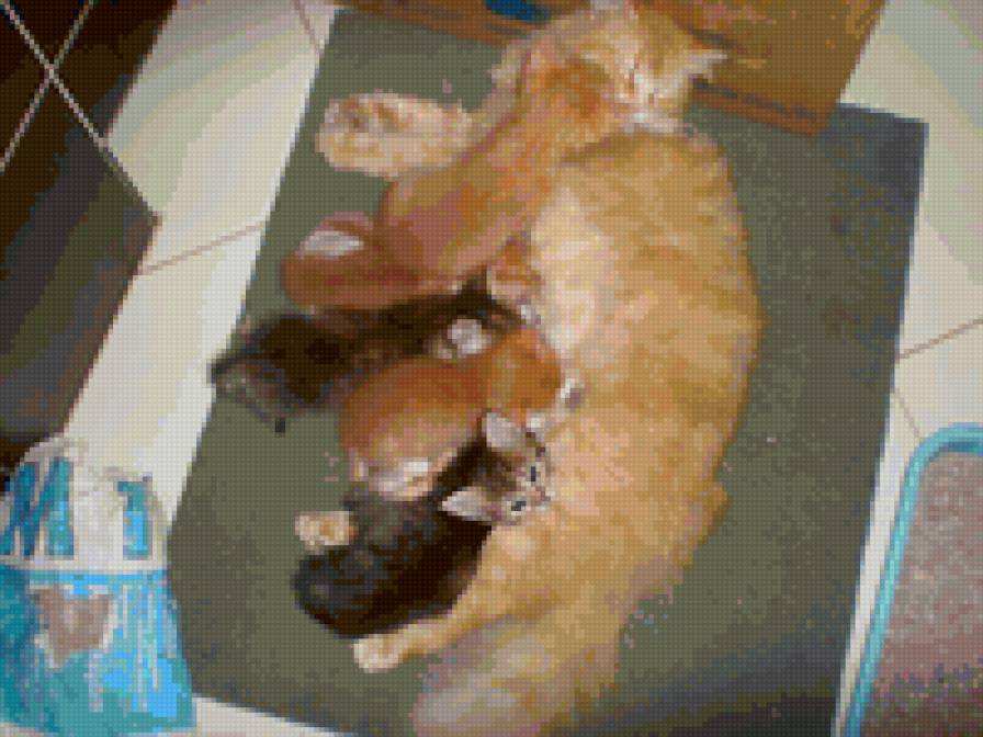 мои коты - котята, кошка, коты - предпросмотр