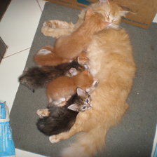 Схема вышивки «мои коты»