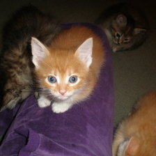 Схема вышивки «котята»