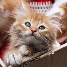 Схема вышивки «котята»