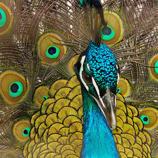 Схема вышивки «Серия "Павлины"»