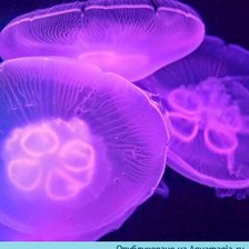 Схема вышивки «№150799»