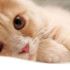 Схема вышивки «котенок»