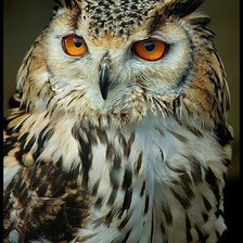 Схема вышивки «сова»