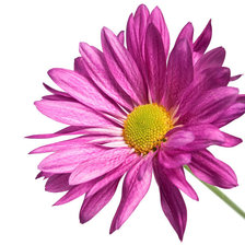 Схема вышивки «Цветок»