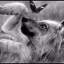 волчонок с бабочкой