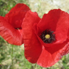 Схема вышивки «Маки»