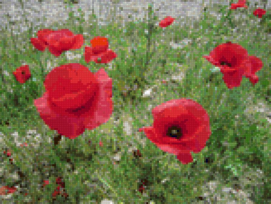 Маки - цветы, панно с маками, подушка с маками, маки - предпросмотр