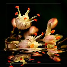 Схема вышивки «Лилии»