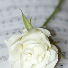 Схема вышивки «роза»