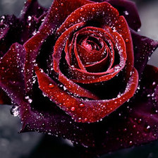 Схема вышивки «роза»