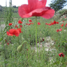 Схема вышивки «Маки»