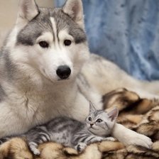 Лайка с кошкой