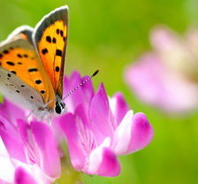 Схема вышивки «бабочка»