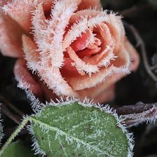 Схема вышивки «Серия"Замёрзшая роза"»