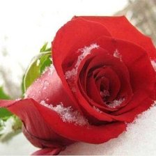 Схема вышивки «Серия"Замёрзшая роза"»