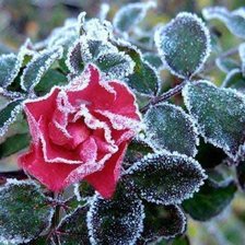 Схема вышивки «Серия"Замёрзшая роза"»