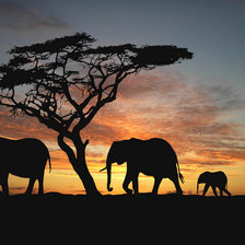 Схема вышивки «саванна»