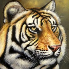 Схема вышивки «tiger»