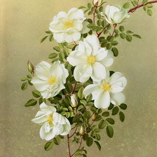 Схема вышивки «flowers»