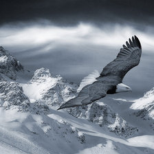 Схема вышивки «орел»