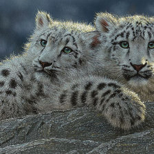 Схема вышивки «Барсы»