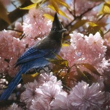 Схема вышивки «Птица»