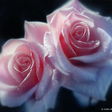 Розовые розы