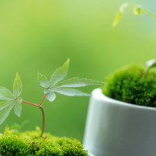 Схема вышивки «ростки»